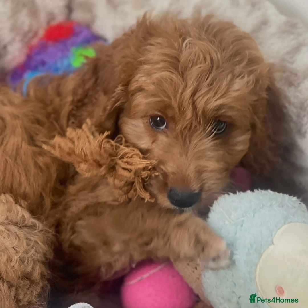 Mini Goldendoodle dogs for sale: Red Goldendoodle Female - Ready Now - Advert 6