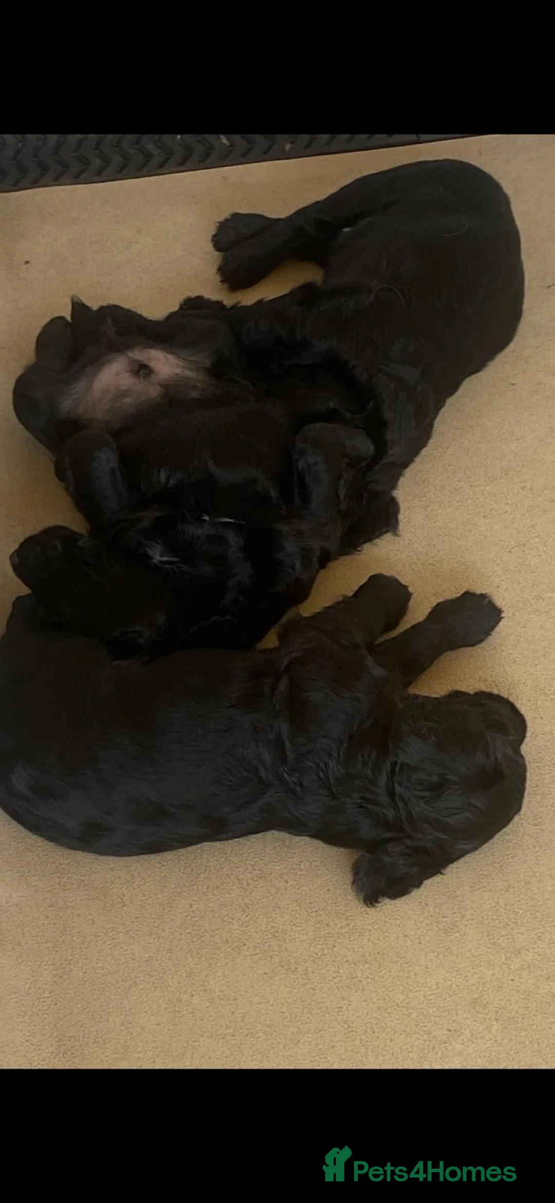 Cocker Spaniel dogs for sale: Quality Pupies - Advert 2
