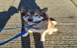 Siberian Husky dogs for stud: Siberian husky Stud (Proven) in Bishop's Stortford - Image 2