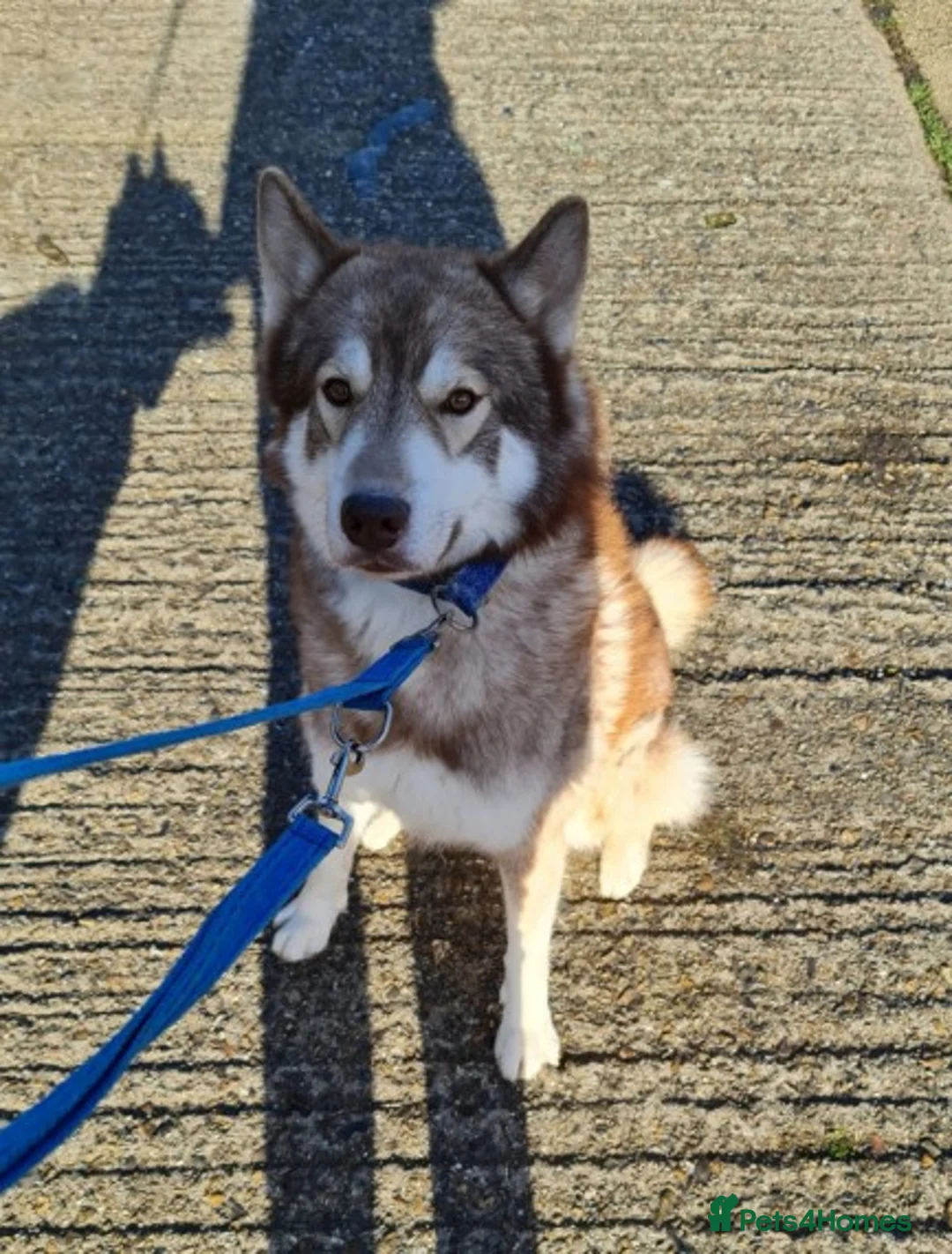 Siberian Husky dogs for stud: Siberian husky Stud (Proven) in Bishop's Stortford - Advert 2