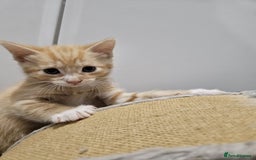 Mixed Breed cats for sale: Lovely kittens for sale  - Image 6