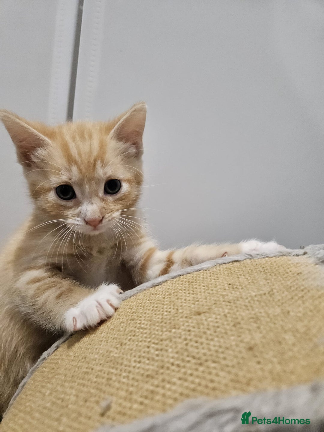 Mixed Breed cats for sale: Lovely kittens for sale  - Image 6