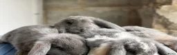 French Lop rabbits for sale: Stunning French lop babies  - Advert 3