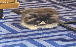 Persian cats for sale: *Reduced*persian kittens for sale 😍 *ready now - Image 15
