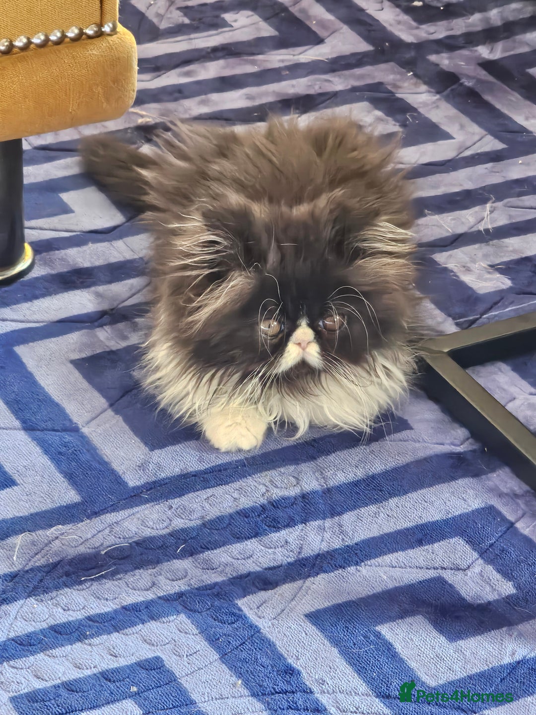 Persian cats for sale: *Reduced*persian kittens for sale 😍 *ready now - Image 15