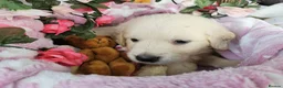 Golden Retriever dogs for sale: Adorable KC reg golden retriever puppies - Advert 4
