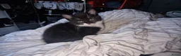 British Shorthair cats for sale: Super friendly kittens. Used to dogs and children  in Leighton Buzzard - Advert 8