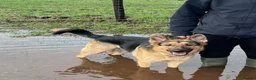 German Shepherd dogs for sale: German Shepherd - Jango  - Advert 14