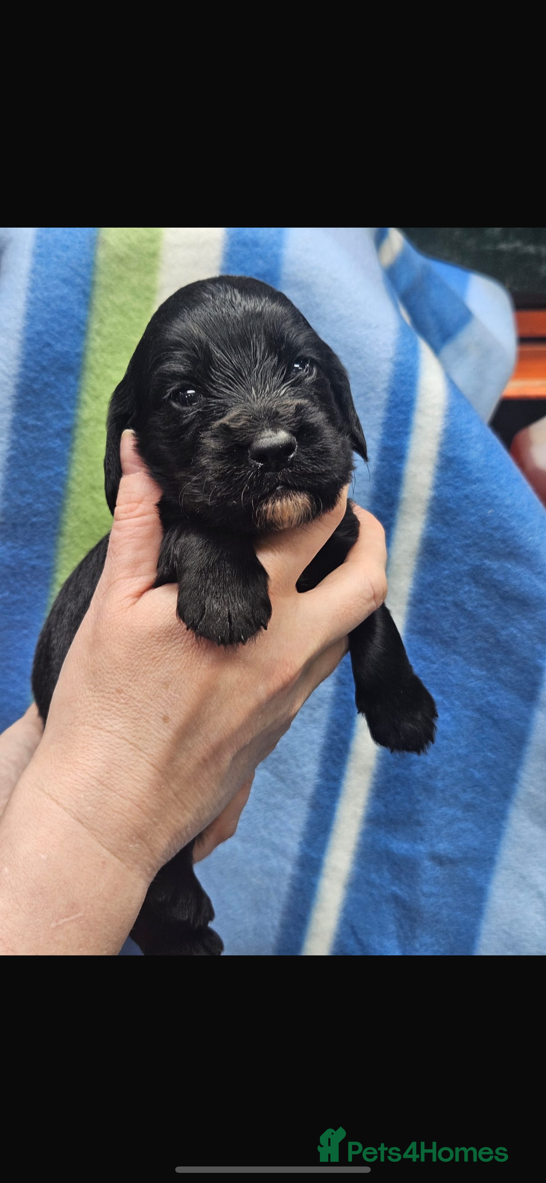 Cocker Spaniel dogs for sale: Cocker spaniels  in Beith - Image 2