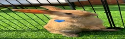 Mini Lop rabbits for sale: Mini lops - Advert 4