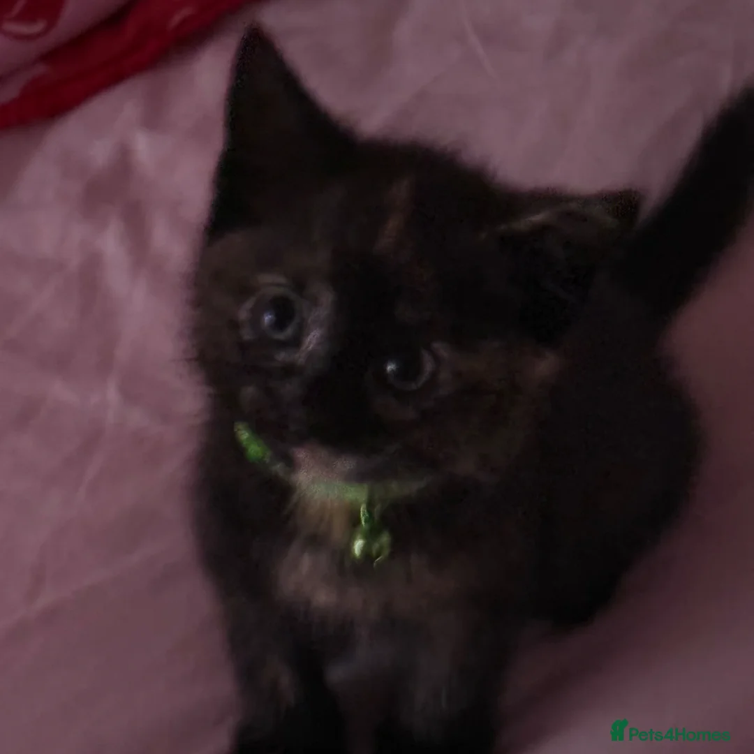 Mixed Breed cats for sale: 2 little kittens left. - Advert 2