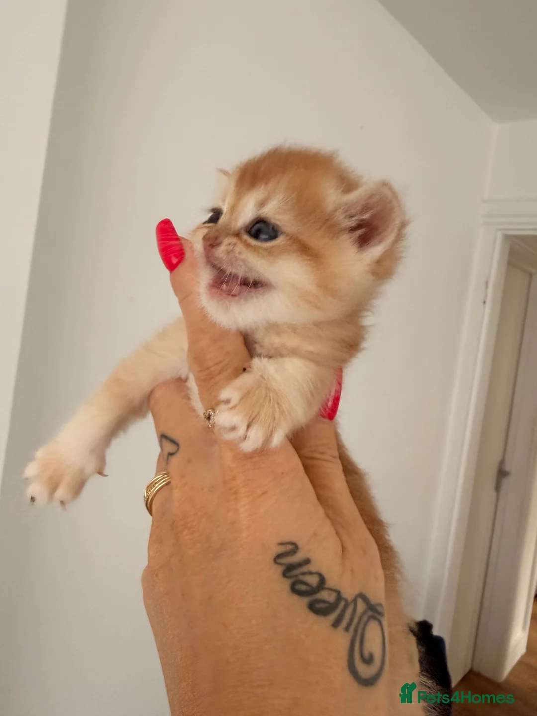 British Shorthair cats for sale: Golden Chinchilla kittens ready to reserve  - Advert 18