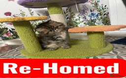 Persian cats for sale: Registered pedigree persian - Image 4