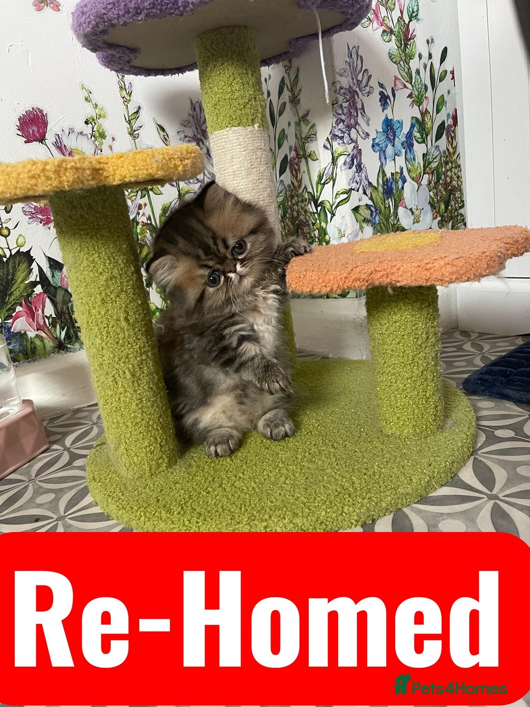 Persian cats for sale: Registered pedigree persian - Image 4