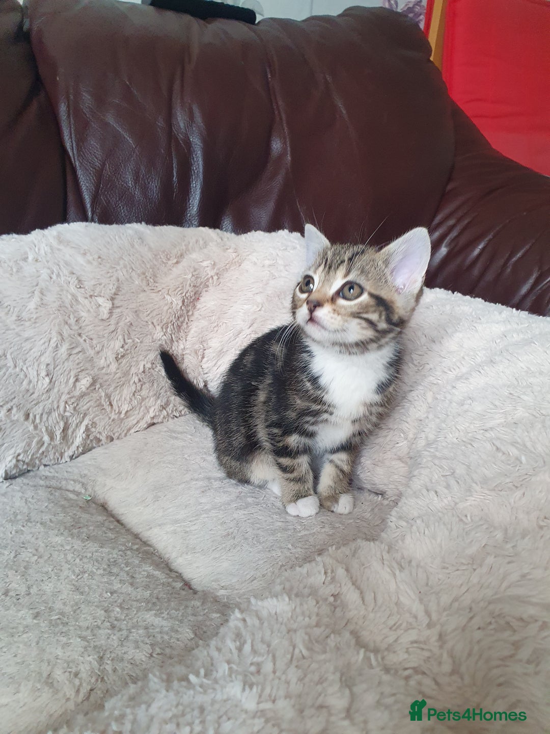 Mixed Breed cats for sale: Maine Coon mixed breed  - Advert 6