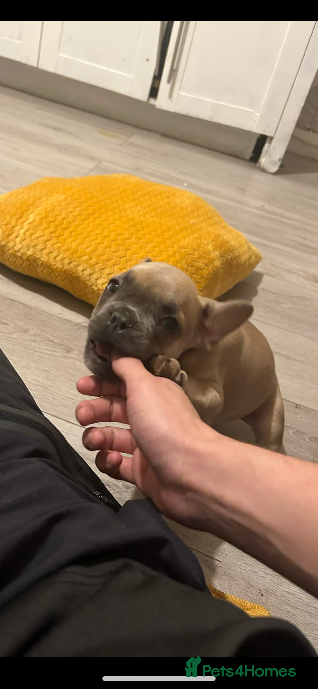 French Bulldog dogs for sale: French bulldog pups ready Now reduced‼️ - Advert 9