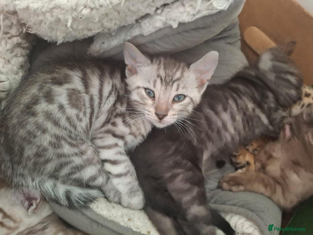 Bengal cats for sale: Beautiful bengal kittens  - Image 5