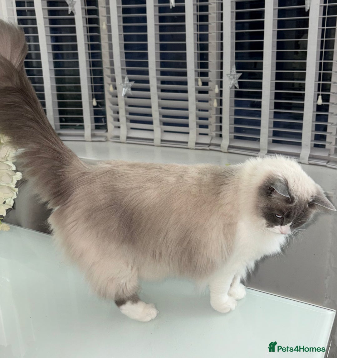 Ragdoll cats for sale: 2.5Yo Female Ragdoll  - Advert 5