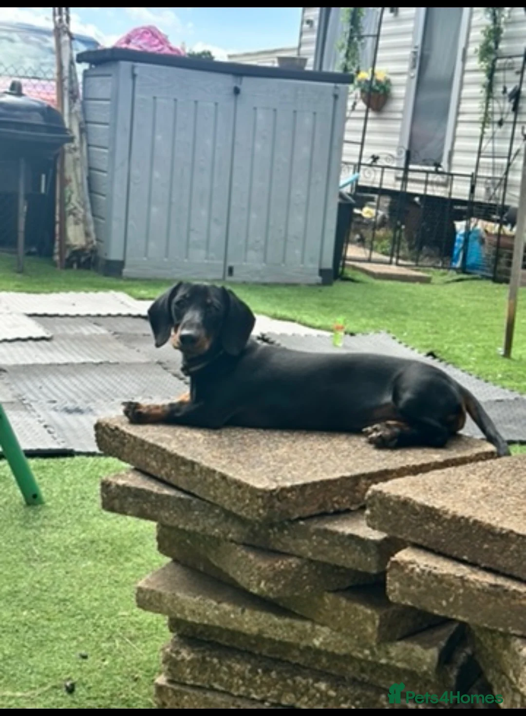 Miniature Dachshund dogs for sale: Meet scooby  - Advert 3