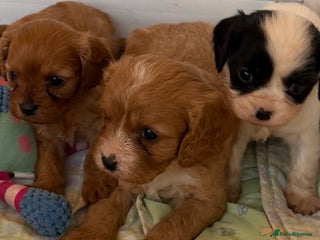 Cavapoo dogs Stunning cavapoo puppies ready 9th January - Advert 3
