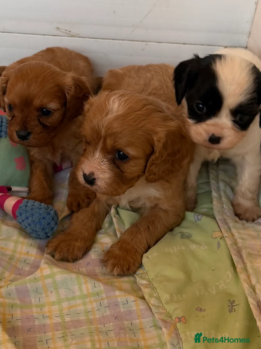 Cavapoo dogs for sale: Stunning cavapoo puppies ready 9th January  - Advert 3