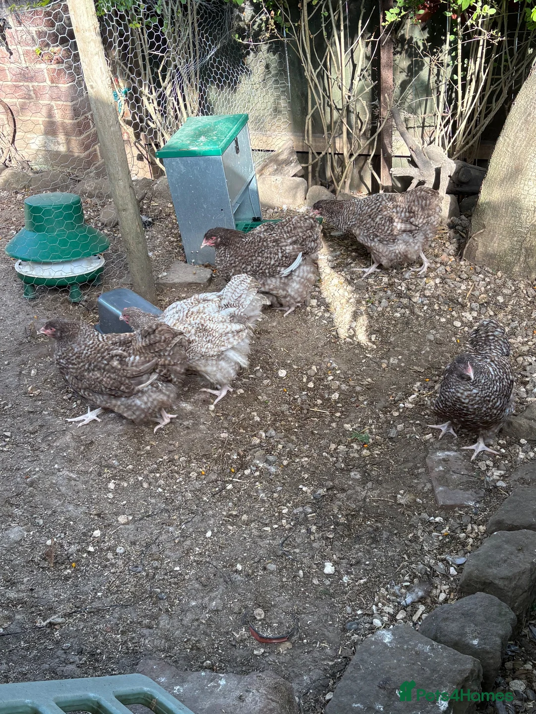 Chickens poultry for sale: Chocolate cuckoo orpington group 4 pullets 1 cock  - Advert 6