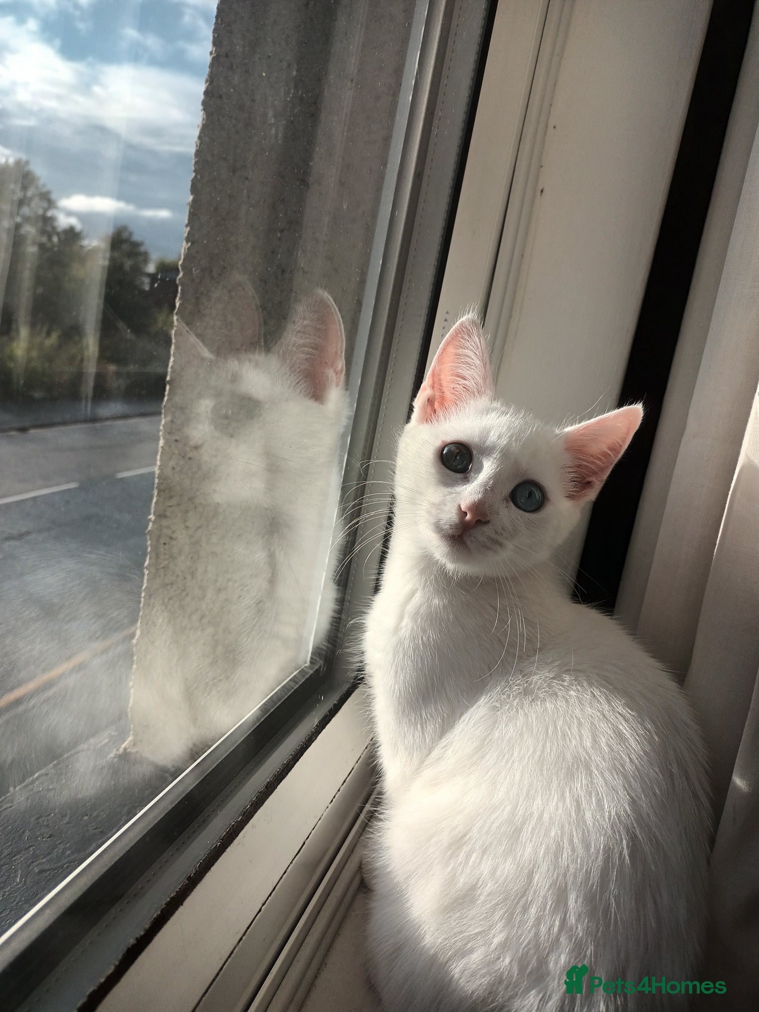 Turkish Angora cats 8 month old kitten - Advert 4