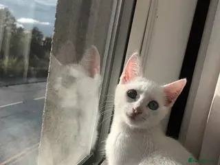 Turkish Angora cats 8 month old kitten - Advert 4