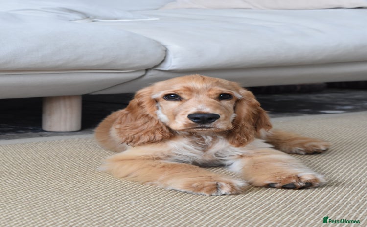 Cocker Spaniel dogs - Advert 16
