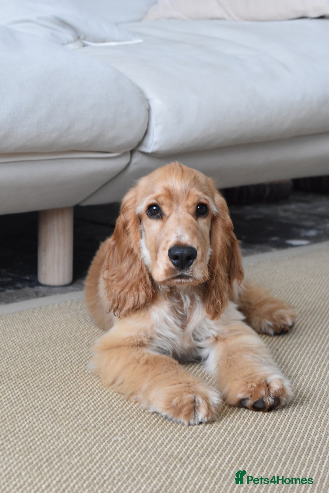 Cocker Spaniel dogs for stud: English Show Cocker Spaniel for Stud - Advert 2