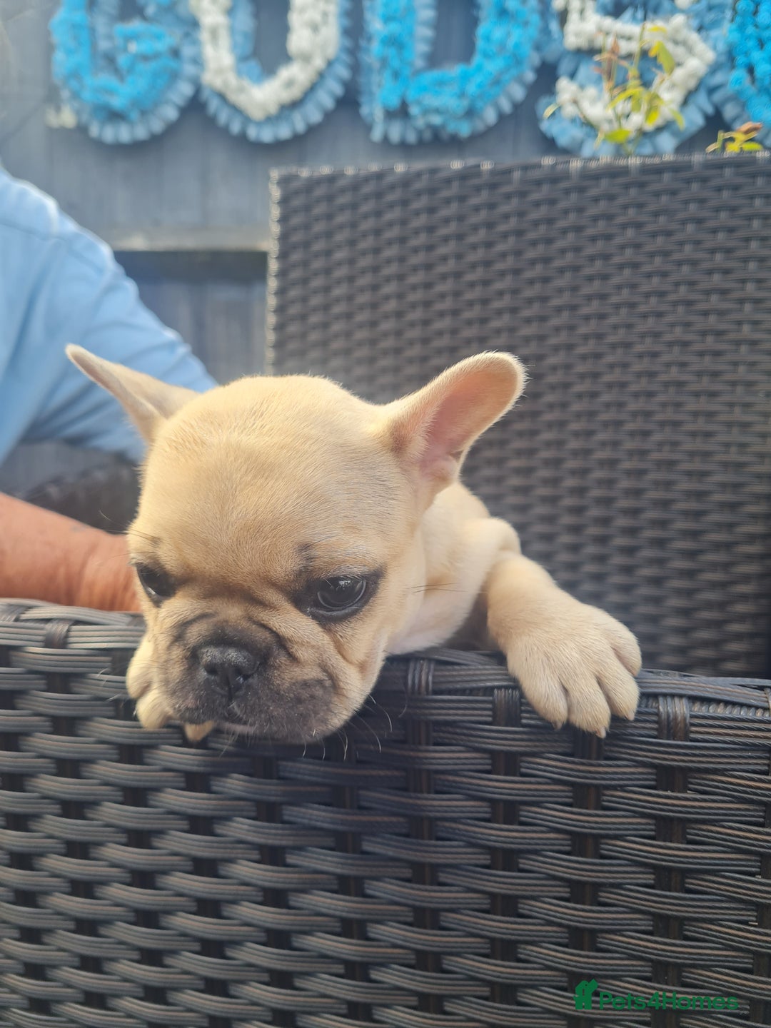 French Bulldog dogs for sale: French Bulldog puppies - Image 12