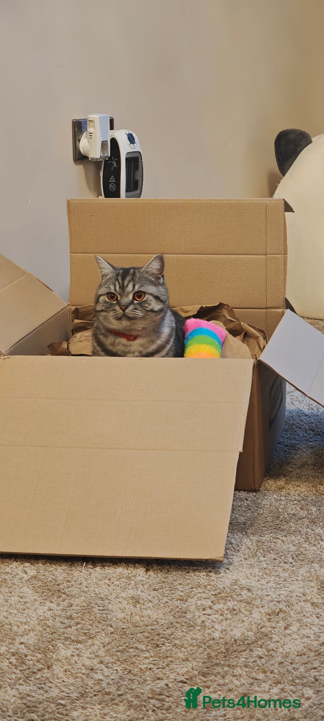 British Shorthair cats for sale: One year old British shorthair - Image 4