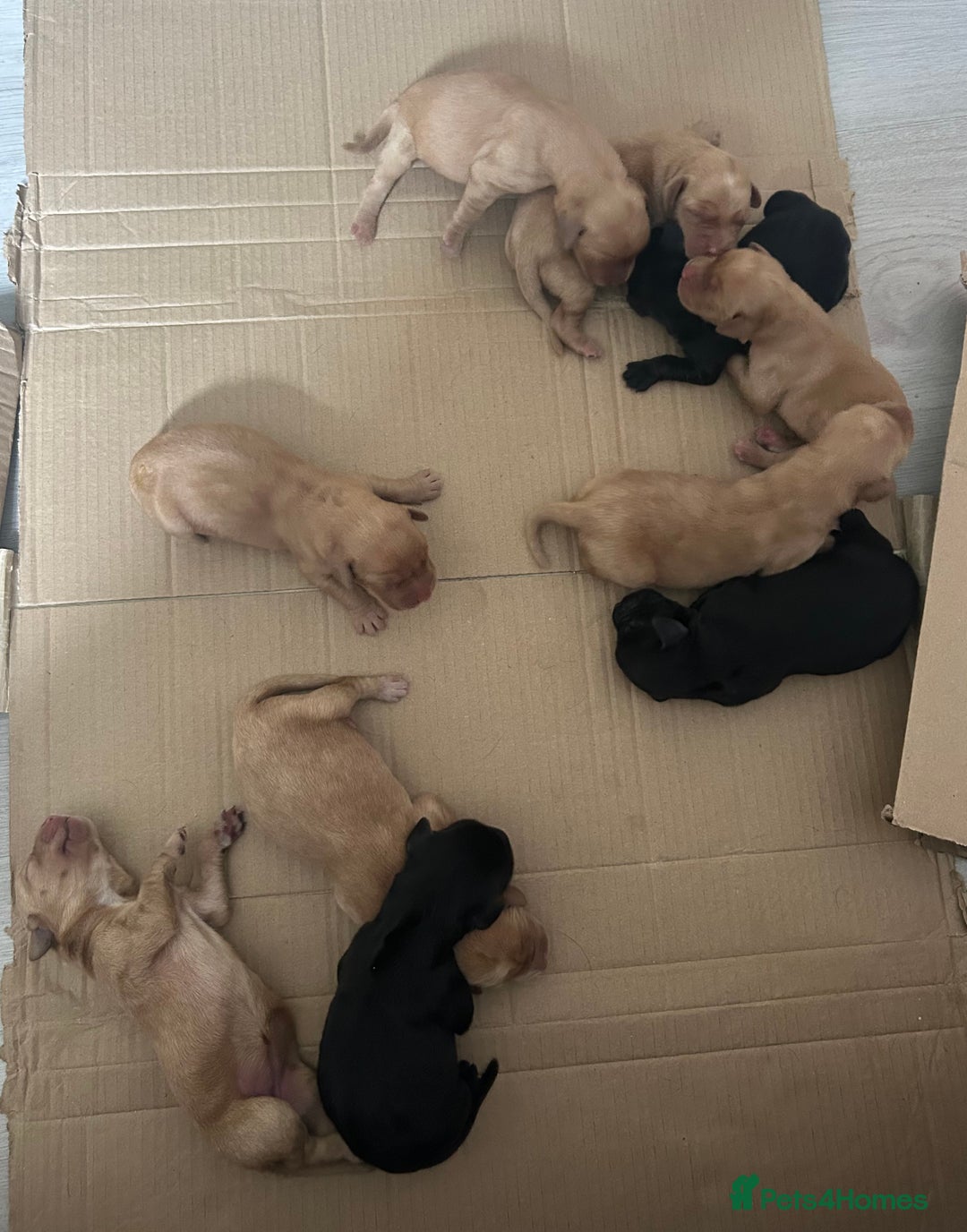 Springador dogs for sale: 3/4 Labrador (Springador x Labrador) Pups for Sale - Image 5