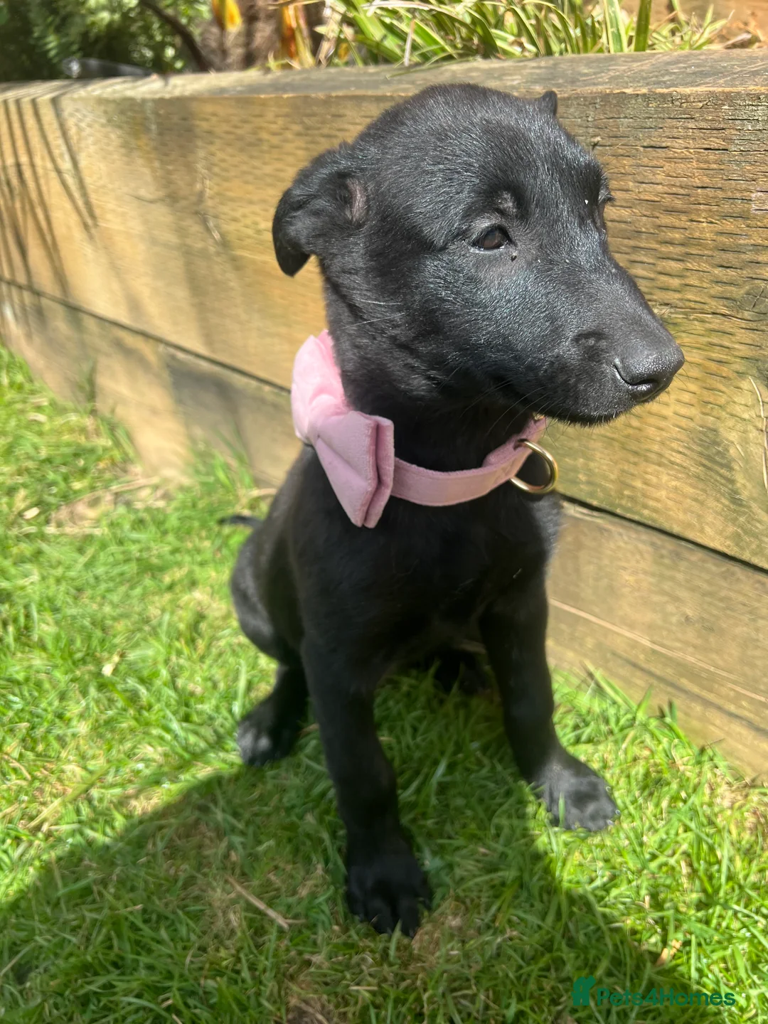 Belgian Shepherd Dog dogs for sale: Malinois - Advert 2