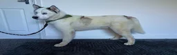 Siberian Husky dogs for stud: Siberian Husky for Stud - Advert 10