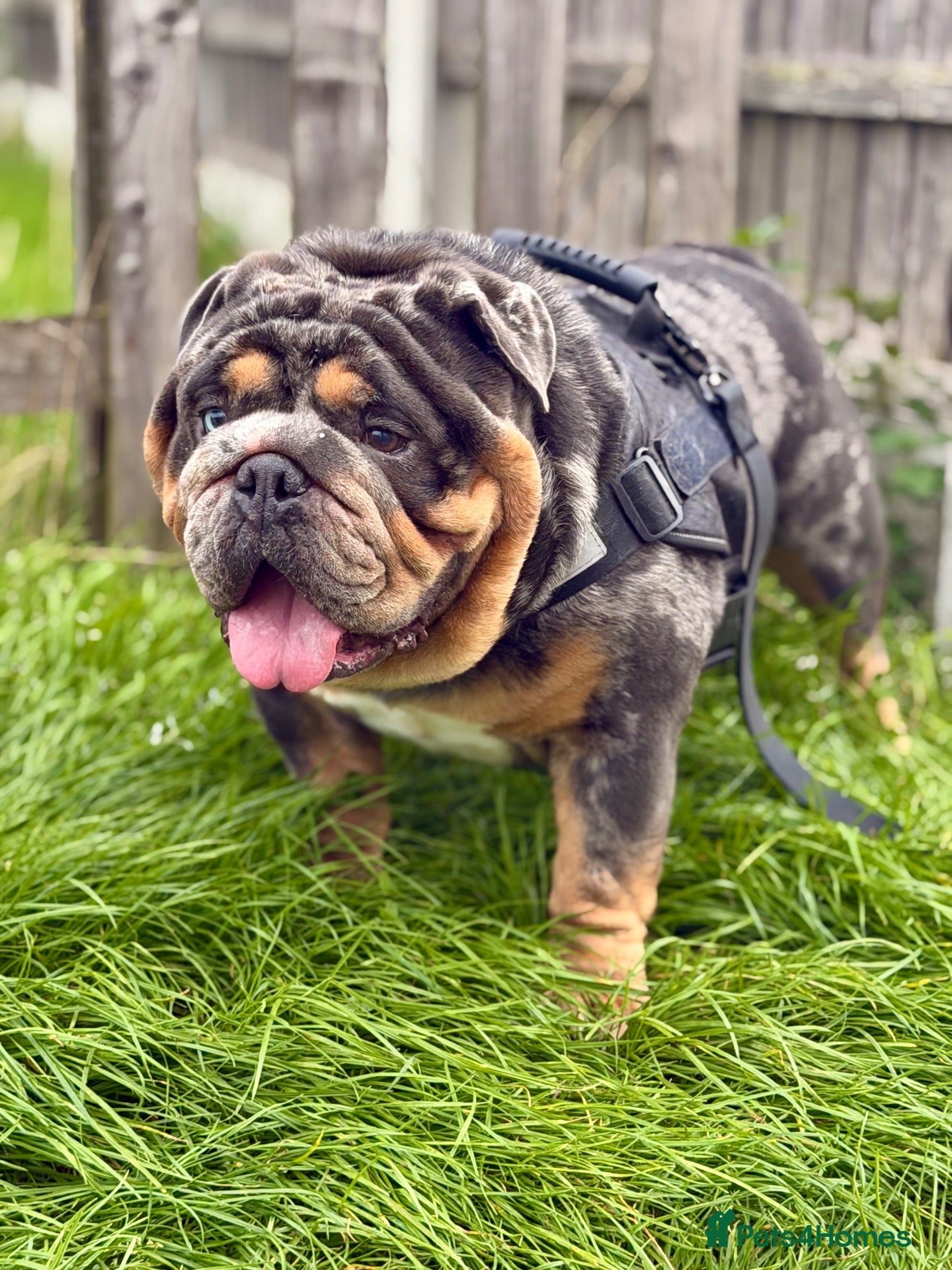 English Bulldog dogs Blue, Lilac & Tan Merle British Bulldog |STUD ONLY - Advert 13