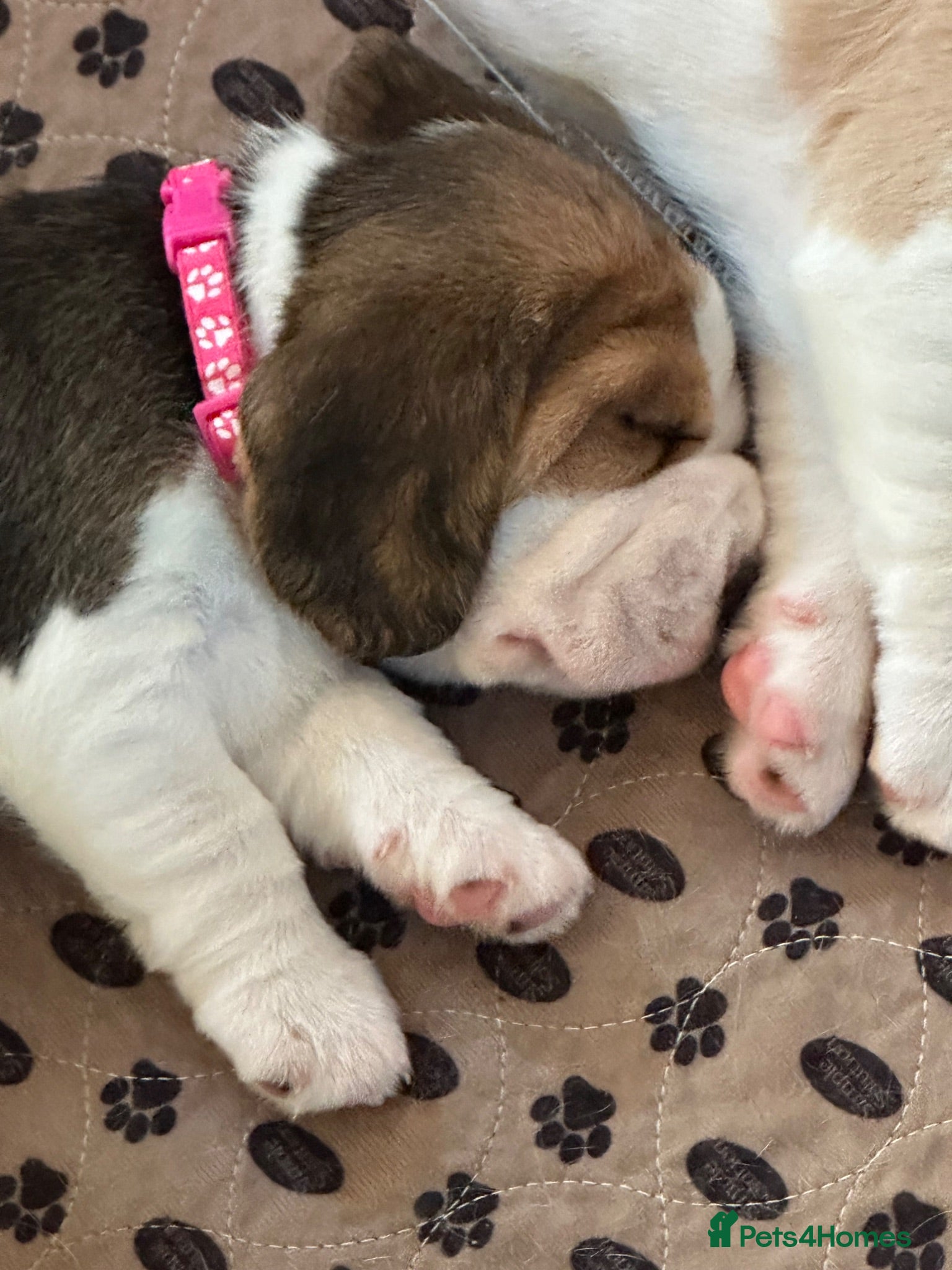Beagle dogs Beautiful KC registered 5th gen pedigree puppies - Advert 2