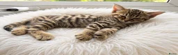 Bengal cats for sale: Bengal kittens - Advert 9