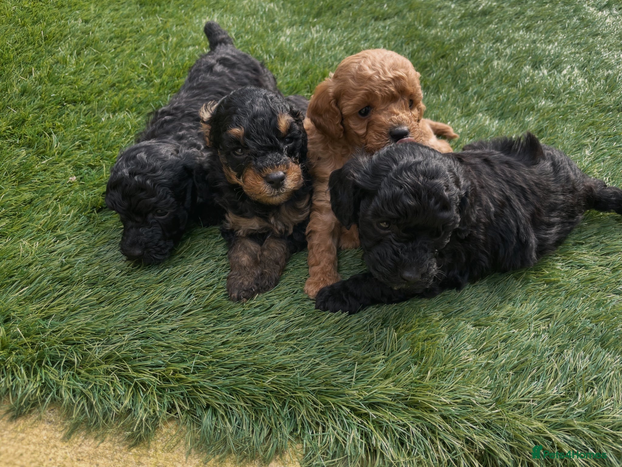 Toy Poodle dogs toy poodle puppies Ready for meet & greets Now - Advert 4