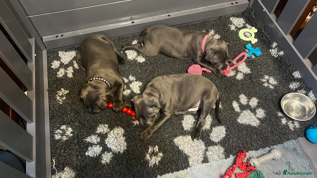 Staffordshire Bull Terrier dogs for sale: Blue Staffordshire Bull Terrier KC Registered  - Advert 21