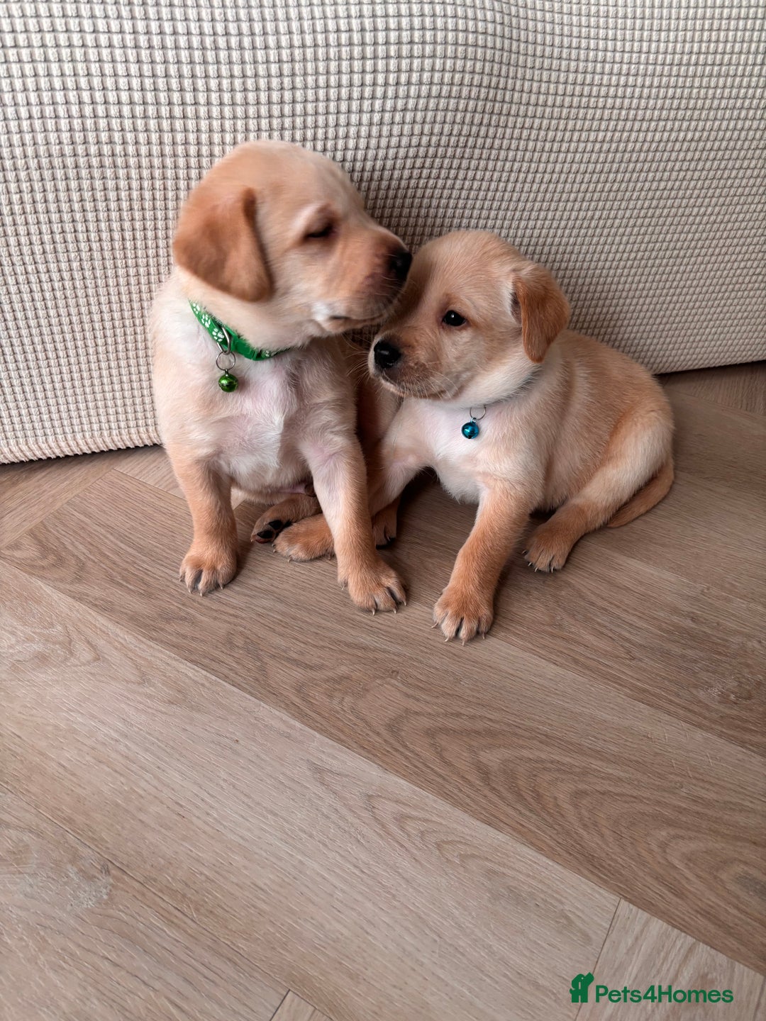 Labrador Retriever dogs for sale: Extensively health tested Labrador puppies - Image 5