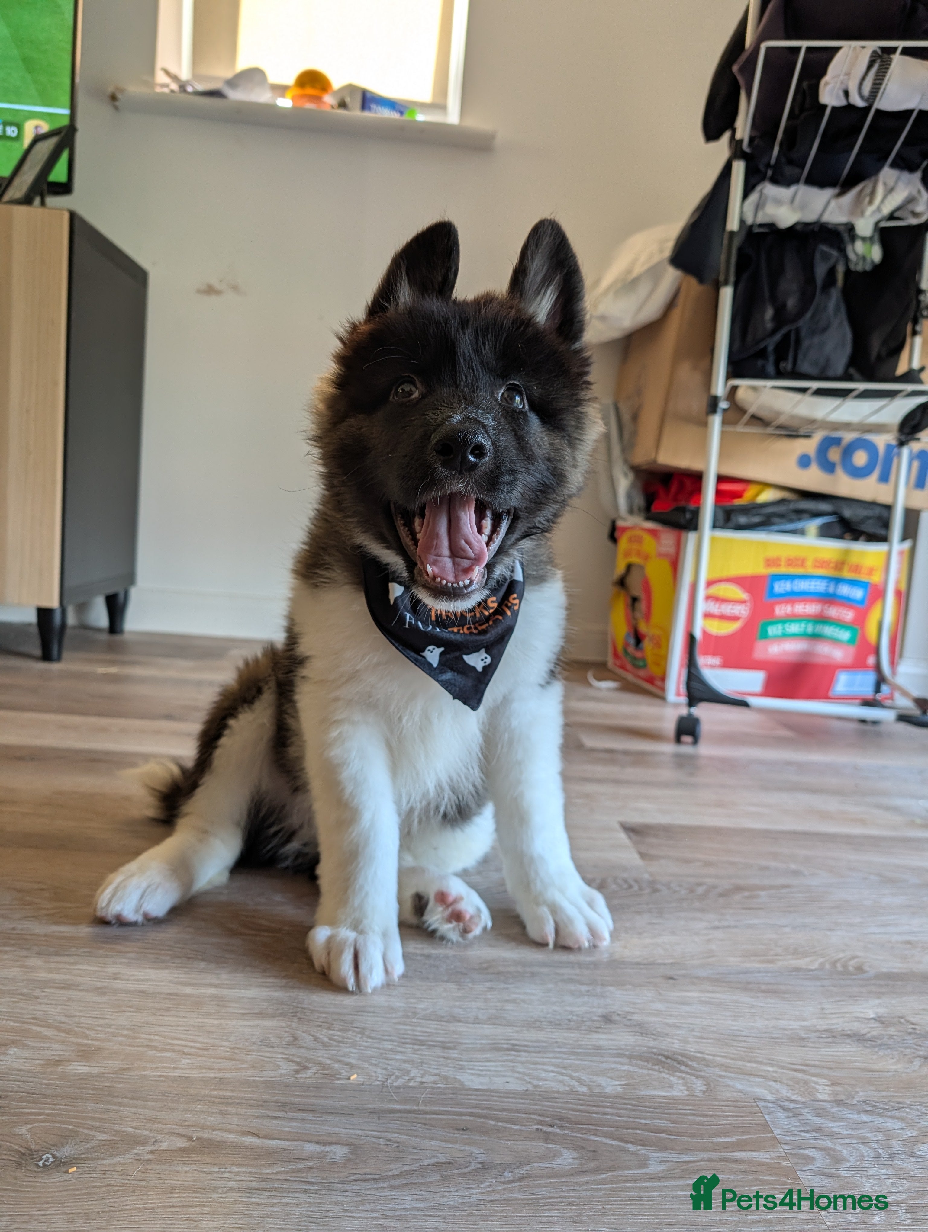 Akita dogs Full Japanese Akita - 7 months old - Advert 3