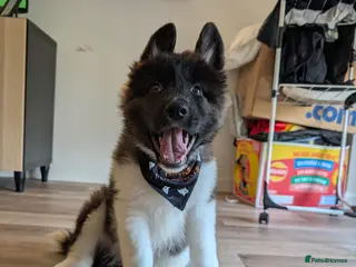 Akita dogs Full Japanese Akita - 7 months old - Advert 3