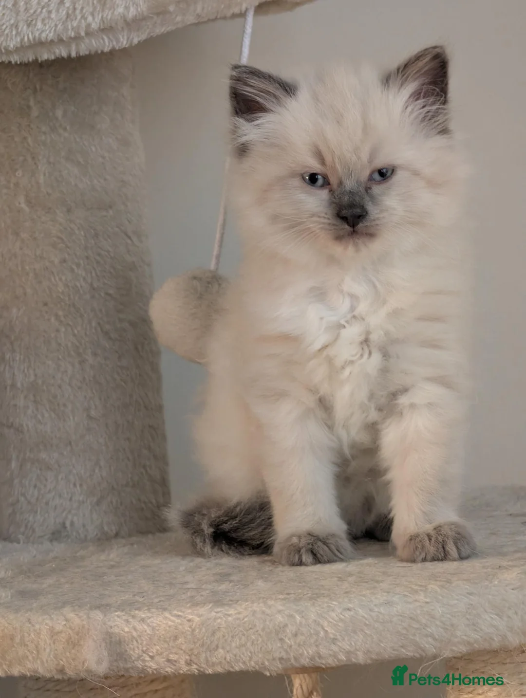 Ragdoll cats for sale: Ragdoll kitten ready now - Advert 1