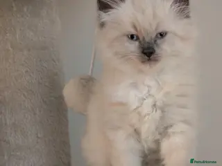 Ragdoll cats Ragdoll kitten ready now - Advert 1