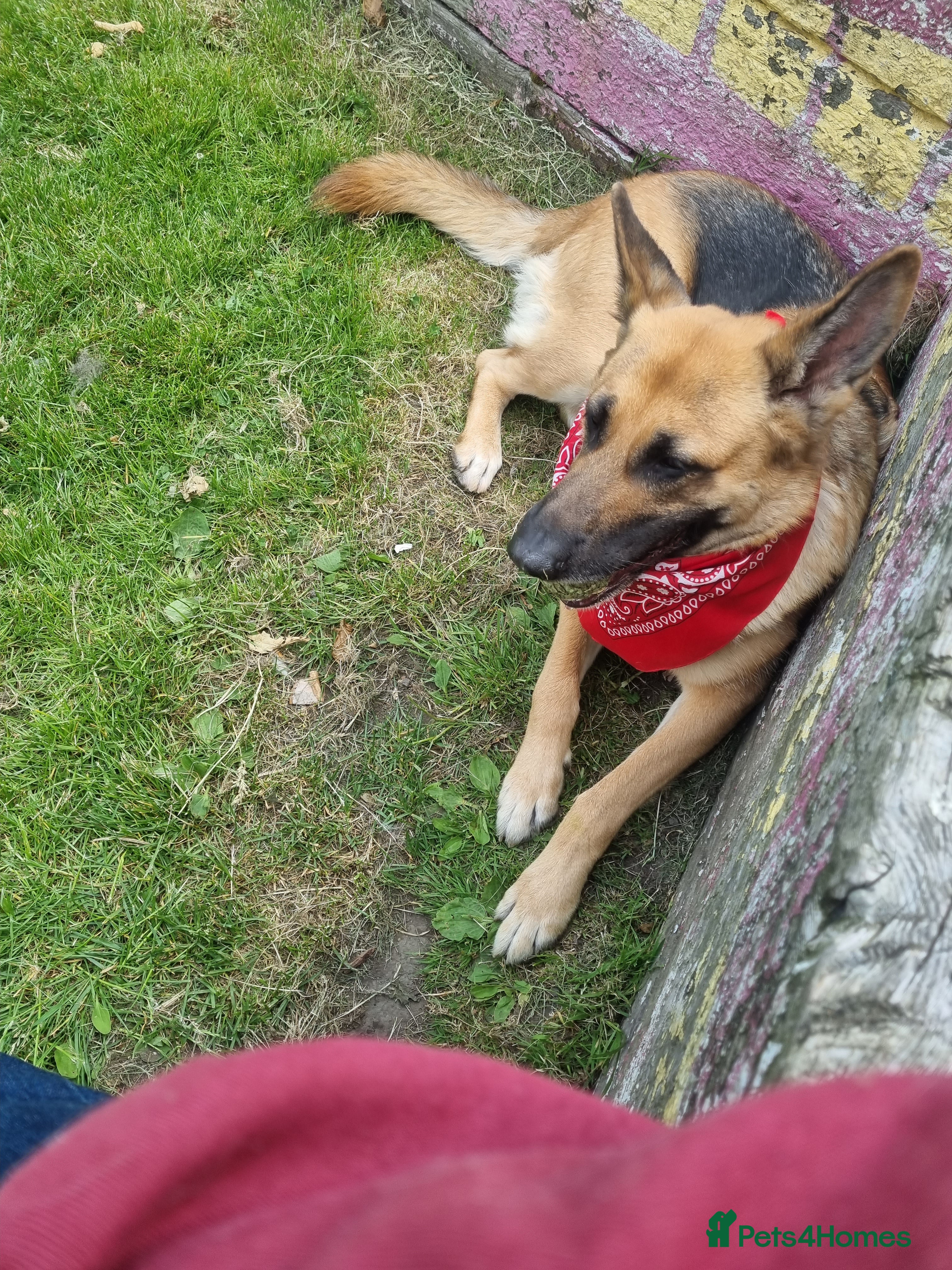 German Shepherd dogs Stud required - Advert 12