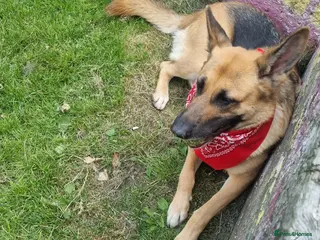 German Shepherd dogs Stud required - Advert 12