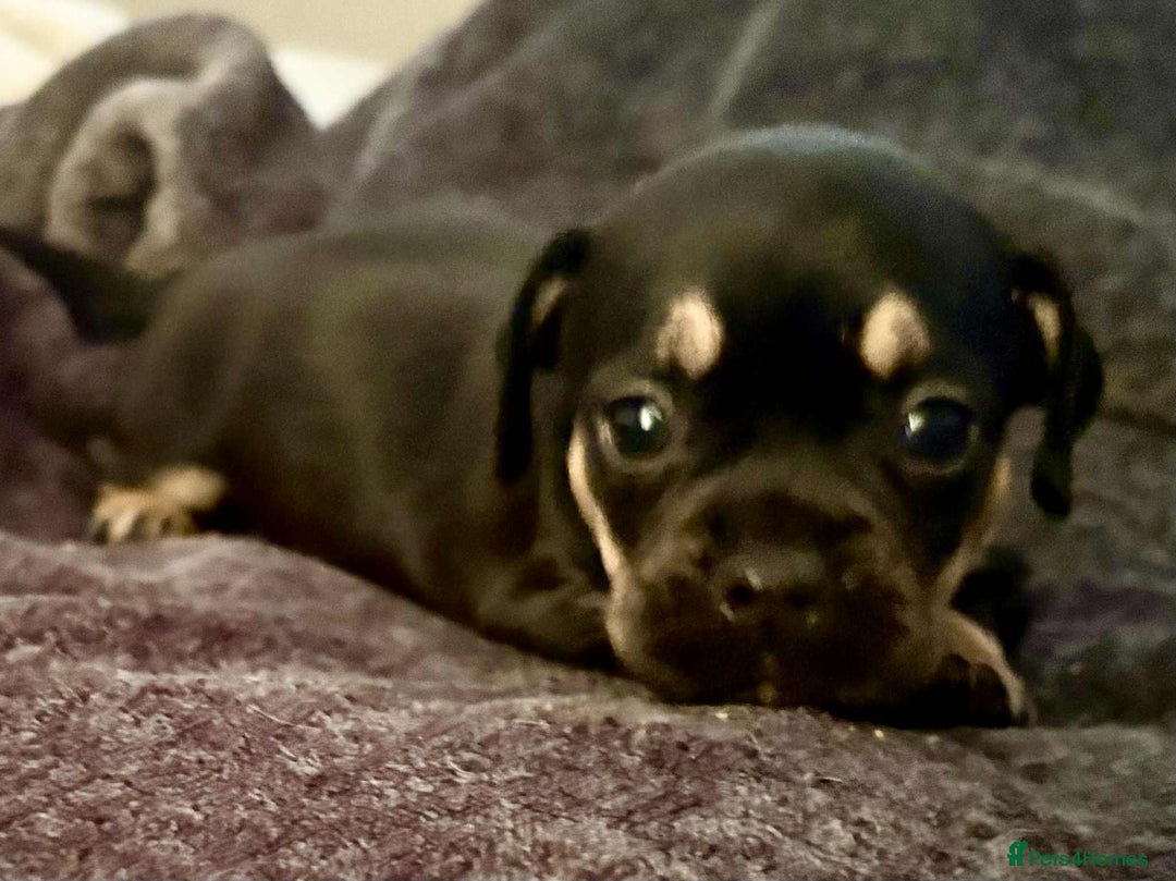 Mixed Breed dogs for sale: Beautiful Frenchie cross dachshund puppies   - Image 8