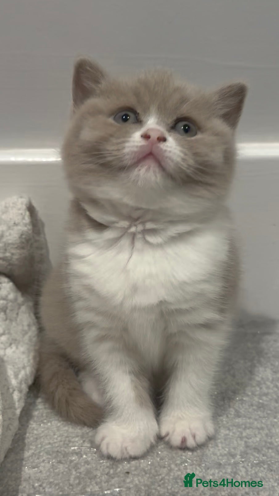British Shorthair cats Stunning GCCF Registered British shorthair kittens - Advert 15