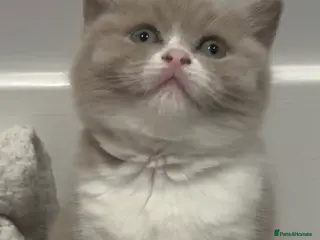 British Shorthair cats Stunning GCCF Registered British shorthair kittens - Advert 1